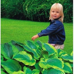 Hosta, Plantain Lily Hài lòng - củ / củ / rễ