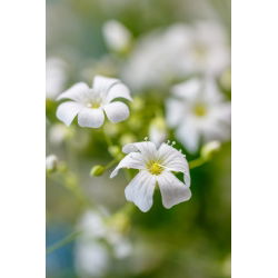 Schleierkraut - Weiß - Gypsophila elegans - Zarte Weißblüten, perfekt für Sträuße - Samen