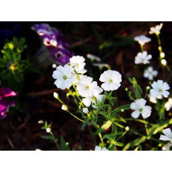 Schleierkraut - Weiß - Gypsophila elegans - Zarte Weißblüten, perfekt für Sträuße - Samen