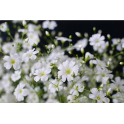 Schleierkraut - Weiß - Gypsophila elegans - Zarte Weißblüten, perfekt für Sträuße - Samen