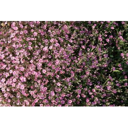 Sommer Schleierkraut, Gemeiner Gipskraut - rosa