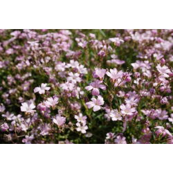 Sommer Schleierkraut, Gemeiner Gipskraut - rosa