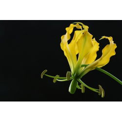 Klimlelie - Gloriosa superba