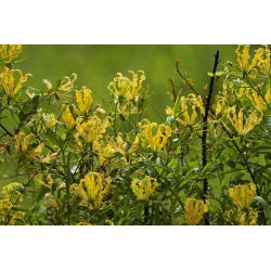 Klimlelie - Gloriosa superba