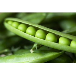 Pisello a grano rugoso - Ambrosia - Dolce, tenero, maturazione precoce - Semi Freschi