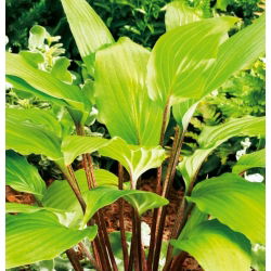 Funkiasläktet - Gooseberry Sundea - Hosta