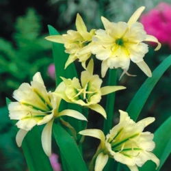 Ismene, perujski narcis Žveplena kraljica - čebulica / gomolj / koren - Hymenocallis