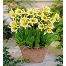 Ismene, perujski narcis Žveplena kraljica - čebulica / gomolj / koren - Hymenocallis