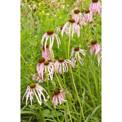 Ехінацея, Coneflower Pallida - цибулина / клубень / корінь - Echinacea pallida