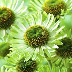 Echinacea, Coneflower Green Jewel - lukovica / gomolj / korijen - Echinacea purpurea