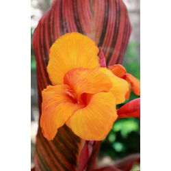 Canna, Blumenrohr Durban