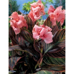 Canna Pink Sunburst  - 洋葱/块茎/根
