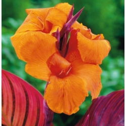 Canna, Blumenrohr Tropicana