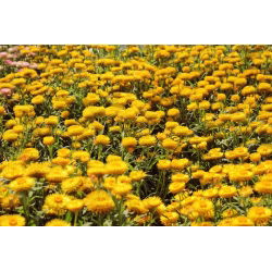Златни вечни, Стравфловер - 700 семена - Xerochrysum bracteatum