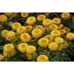 Златни вечни, Стравфловер - 700 семена - Xerochrysum bracteatum