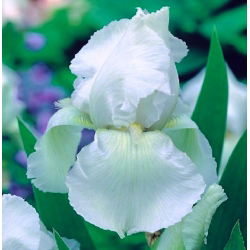 Iris germanica Putih - bebawang / umbi / akar