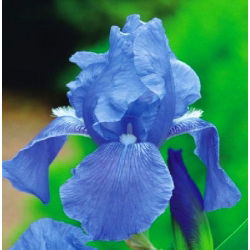 Iris germanica Blue - bebawang / umbi / akar
