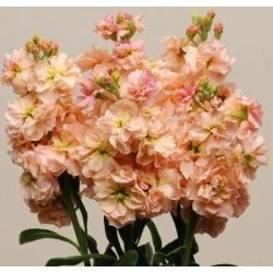 Cổ phiếu màu hồng cam, cổ phiếu mười tuần "Excelsior" - 300 hạt - Matthiola incana annua
