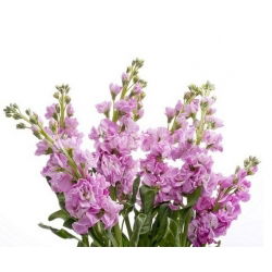 Cổ phiếu màu hồng, cổ phiếu mười tuần "Excelsior" - 300 hạt - Matthiola incana annua
