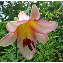 Pohon Lily Lilium Beijing Moon - bebawang / umbi / akar