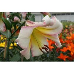 Pohon Lily Lilium Beijing Moon - bebawang / umbi / akar