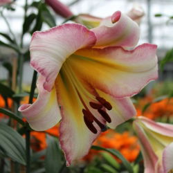 Pohon Lily Lilium Beijing Moon - bebawang / umbi / akar
