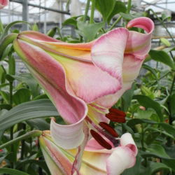 Pohon Lily Lilium Beijing Moon - bebawang / umbi / akar
