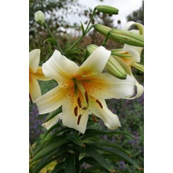 Lelija - Mister Cas - Lilium Mister Cas