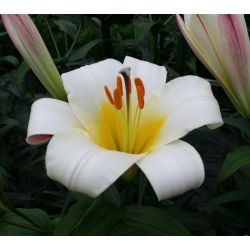 Liliom - White Planet - Lilium White Planet