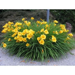 Päivänliljat Stella D'oro - Hemerocallis Stella D'oro