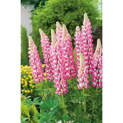 Lupinus, Lupin, Lupin Chatelaine - bulb / tuber / root - Lupinus polyphyllus