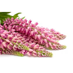 Lupinus, Lupin, Lupin Chatelaine - bulb / tuber / root - Lupinus polyphyllus