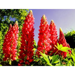 Lupinus, Lupin, Lupin Moj dvorac - lukovica / gomolj / korijen - Lupinus polyphyllus