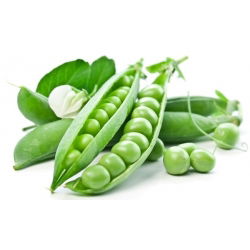 Pisello - Sześciotygodniowy - 1 kg - Varietà a maturazione precoce, resistente alle malattie - Semi Freschi