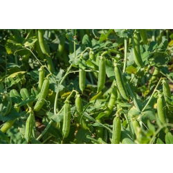 Pisello - Sześciotygodniowy - 1 kg - Varietà a maturazione precoce, resistente alle malattie - Semi Freschi