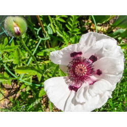 Папавер, Поппи Роиал Веддинг - булб / тубер / роот - Papaver orientale