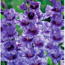 Gladiolus Passos - 5 bebawang
