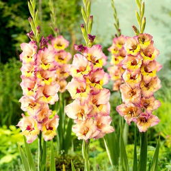 Gladiool Sapporo  - XXL - pakend 5 tk - Gladiolus