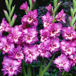 Gladiolus Tango - XXL - pakke med 5 stk