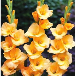 Gladiool Vedetta  - XXL - pakend 5 tk - Gladiolus