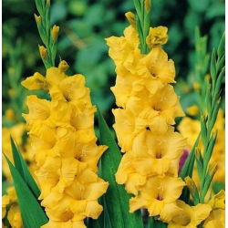 Gladiolus Yellow XXL - 5 bebawang