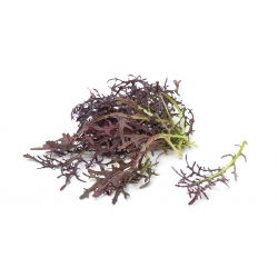 Punainen mizuna, kyona, japanilainen sinappi - 1500 siementä - Brassica rapa var. Japonica - siemenet
