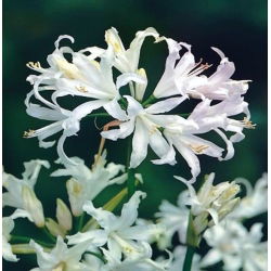 Nerine Alba - 1 adet