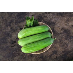 Cucumber - Delicius - Hight Yield, Crisp, Juicy Flesh, Ideal for Salads - Fresh Seeds