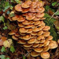 Kuehneromyces mutabilis