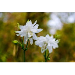 Akvilegija, Kolumbina, baka Bonnet Bijela Barlow - lukovica / gomolj / korijen - Aquilegia vulgaris