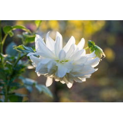 Akvilegija, Kolumbina, baka Bonnet Bijela Barlow - lukovica / gomolj / korijen - Aquilegia vulgaris