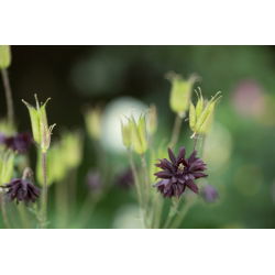 Akvilegija, Columbine, bakina čizma Crna Barlow - lukovica / gomolj / korijen - Aquilegia vulgaris