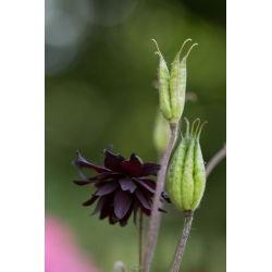 Akvilegija, Columbine, bakina čizma Crna Barlow - lukovica / gomolj / korijen - Aquilegia vulgaris