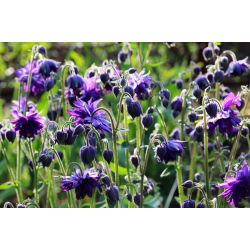 Akvilegija, Kolumbina, Baka's Bonnet Blue Barlow - lukovica / gomolj / korijen - Aquilegia vulgaris